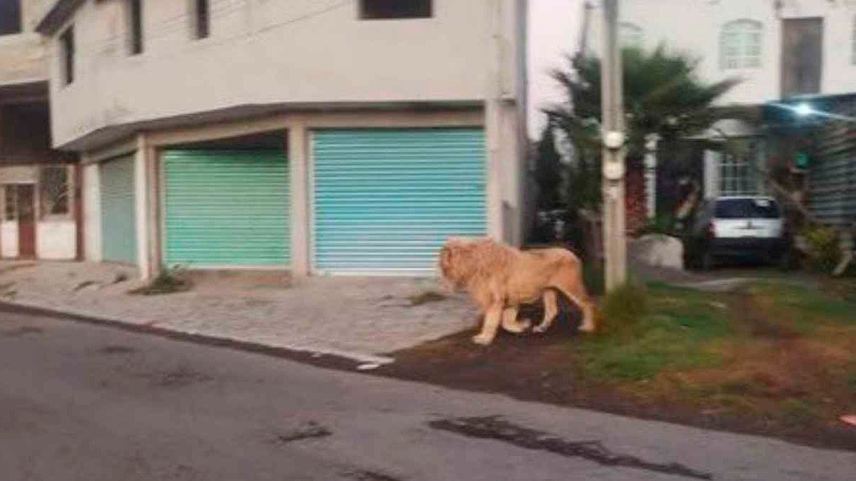 Vecinos de Ocoyoacac México descubren a un león paseando por la calle