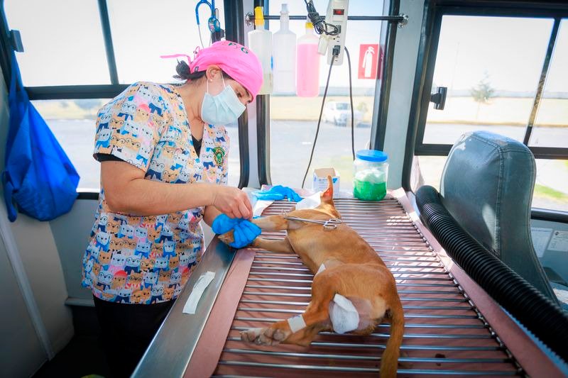 UAEMéx promueve su programa gratuito de esterilización de perros y gatos